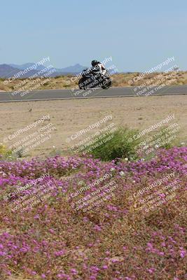 media/Mar-12-2023-SoCal Trackdays (Sun) [[d4c8249724]]/Turn 15 Inside Bloom (130pm)/